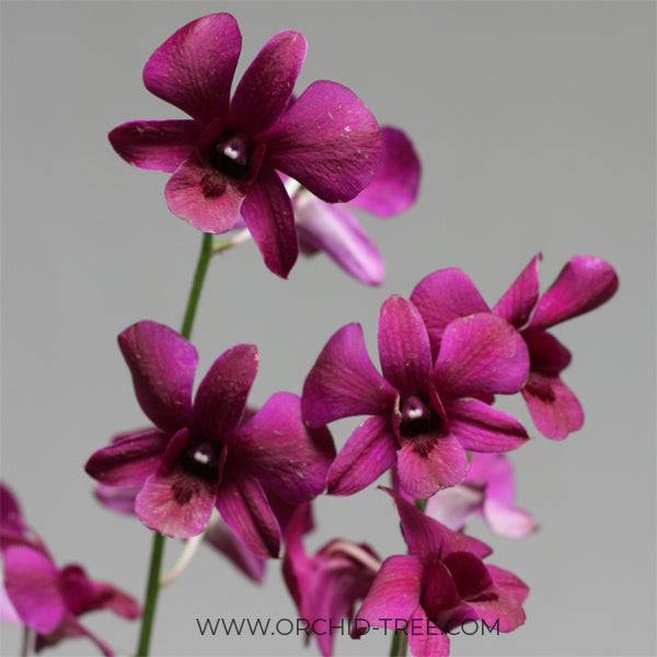 Dendrobium Red Town - Without Flowers | BS - Buy Orchids Plants Online by Orchid-Tree.com