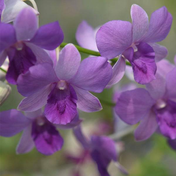 Dendrobium Blue Planet - Without Flowers | MS - Buy Orchids Plants Online by Orchid-Tree.com