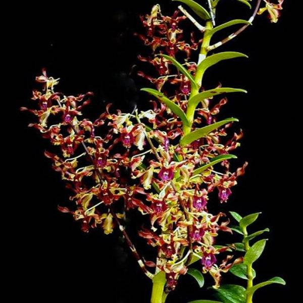Dendrobium Kawa Brown Twist - Without Flowers | BS - Buy Orchids Plants Online by Orchid-Tree.com