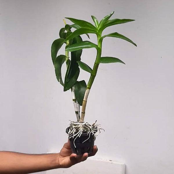 Dendrobium Kawa Brown Twist - Without Flowers | BS - Buy Orchids Plants Online by Orchid-Tree.com