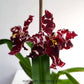 Oncidium (Odontioda) Stirbic 'Favorite' - Without Flowers | MS - Buy Orchids Plants Online by Orchid-Tree.com