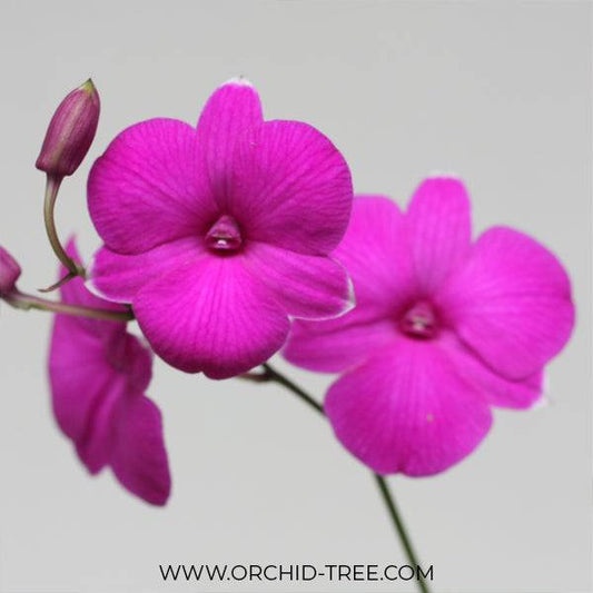 Dendrobium 3 lip Pansy- BS - Buy Orchids Plants Online by Orchid-Tree.com