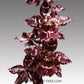 Oncidium (Odontioda) Stirbic 'Favorite' - Without Flowers | MS - Buy Orchids Plants Online by Orchid-Tree.com