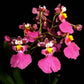 Oncidium Red Mini 'Little Cherry' - With Spike | FF - Buy Orchids Plants Online by Orchid-Tree.com