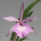 Cattleya (Blc.) Beulah Bradeen - Without Flowers | BS - Buy Orchids Plants Online by Orchid-Tree.com