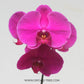 Phalaenopsis Big Red Rose - With Spike | FF - Buy Orchids Plants Online by Orchid-Tree.com