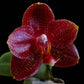 Phalaenopsis AL Sun Hannover Red - Without Flowers | BS - Buy Orchids Plants Online by Orchid-Tree.com