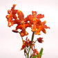 Oncidium (Burr.) Guann Shin Rouge 'Ruby' - Without Flowers | BS - Buy Orchids Plants Online by Orchid-Tree.com