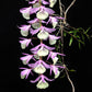 Dendrobium pierardii sp. - Without Flowers | SS - Buy Orchids Plants Online by Orchid-Tree.com