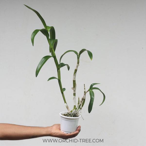Dendrobium Juree Red - Without Flowers | BS - Buy Orchids Plants Online by Orchid-Tree.com