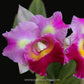 Cattleya (Rlc.) Rungnapa Fancy No. 2 - Without Flower | MS - Buy Orchids Plants Online by Orchid-Tree.com