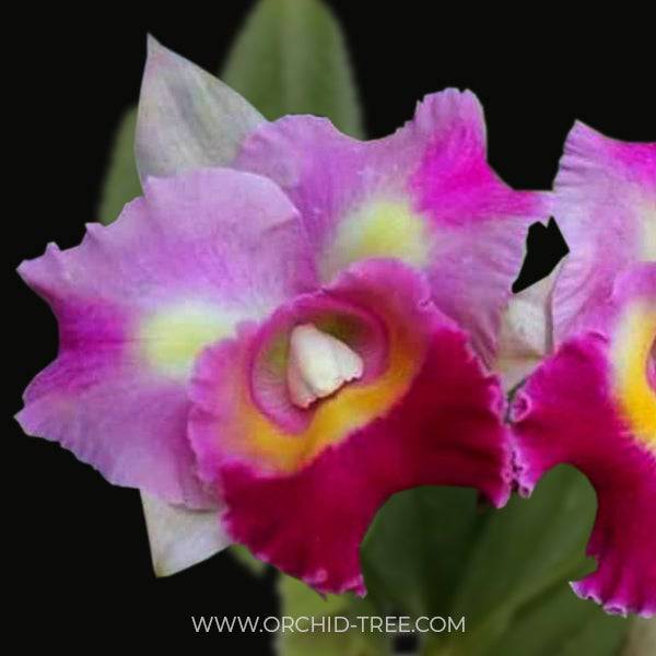 Cattleya (Rlc.) Rungnapa Fancy No. 2 - Without Flower | MS - Buy Orchids Plants Online by Orchid-Tree.com