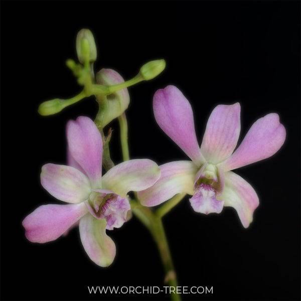 Dendrobium Happy - Without Flowers | MS Miniature - Buy Orchids Plants Online by Orchid-Tree.com