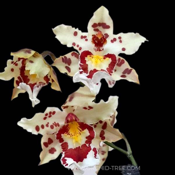 Oncidium (Wils.) Habibi Pacific Pleasures - Without Flowers | BS - Buy Orchids Plants Online by Orchid-Tree.com