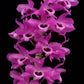 Dendrobium Nestor - Without Flowers | SS - Buy Orchids Plants Online by Orchid-Tree.com