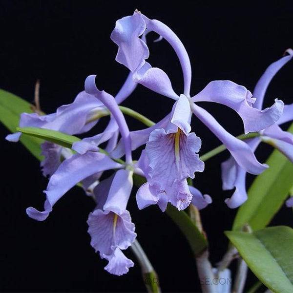 Cattleya maxima var. coerulea sp. - Without Flowers | BS - Buy Orchids Plants Online by Orchid-Tree.com