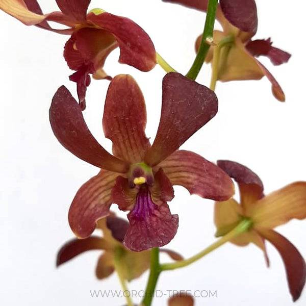 Dendrobium Brown - Without Flowers | BS - Buy Orchids Plants Online by Orchid-Tree.com