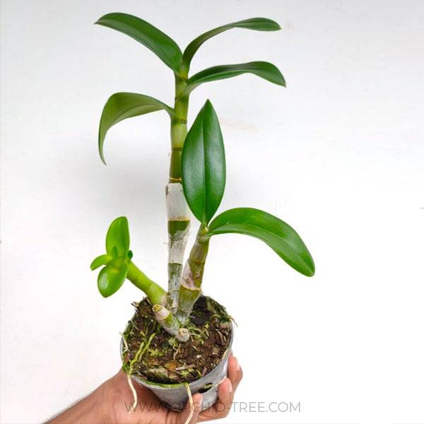 Dendrobium Brown - Without Flowers | BS - Buy Orchids Plants Online by Orchid-Tree.com