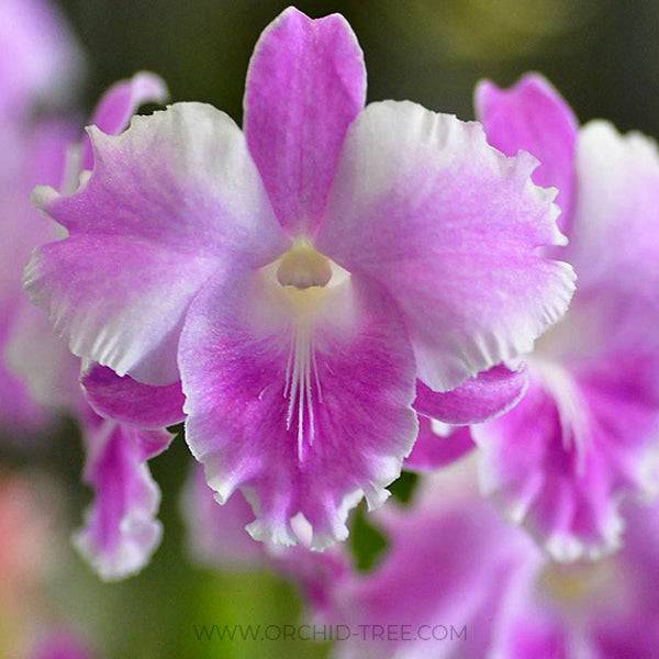 Dendrobium Humming Butterfly - Without flowers | BS - Buy Orchids Plants Online by Orchid-Tree.com