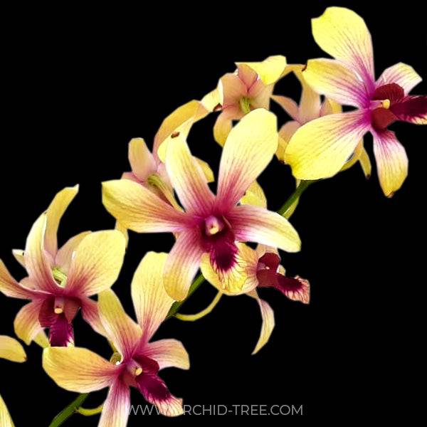 Dendrobium Madame Splash - With Spike | FF - Buy Orchids Plants Online by Orchid-Tree.com