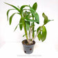 Dendrobium Madame Splash - With Spike | FF - Buy Orchids Plants Online by Orchid-Tree.com