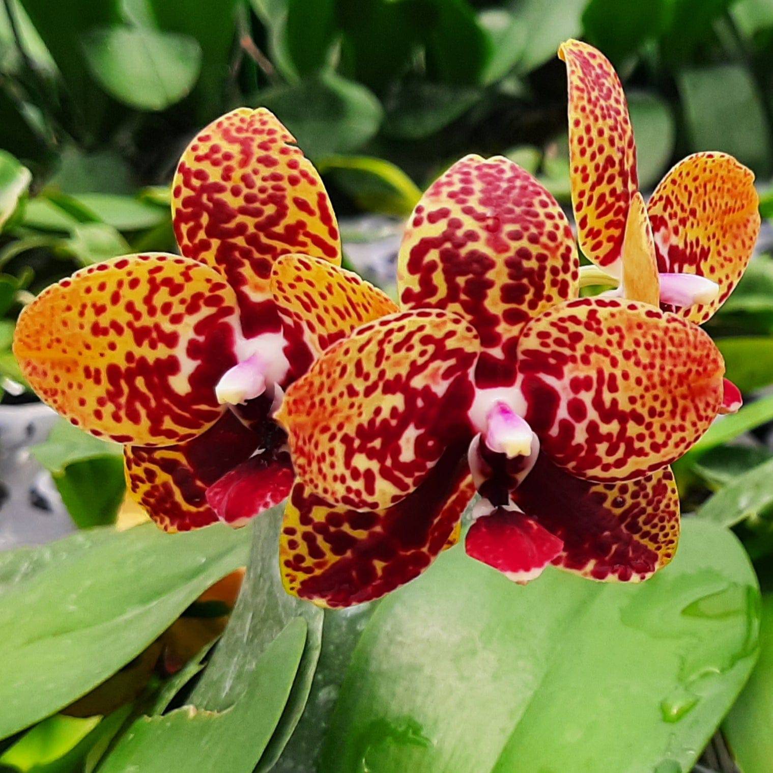 Phalaenopsis Zheng Min Anaconda - Without Flowers | BS - Buy Orchids Plants Online by Orchid-Tree.com