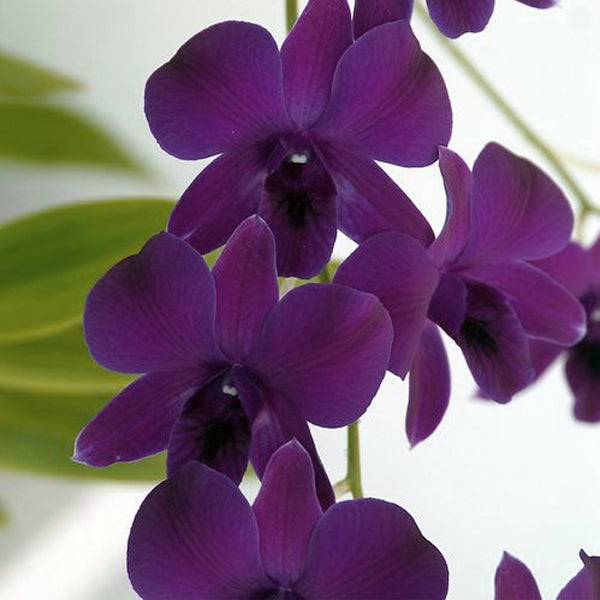 Dendrobium Blue Sapphire - With Flowers | FF - Buy Orchids Plants Online by Orchid-Tree.com