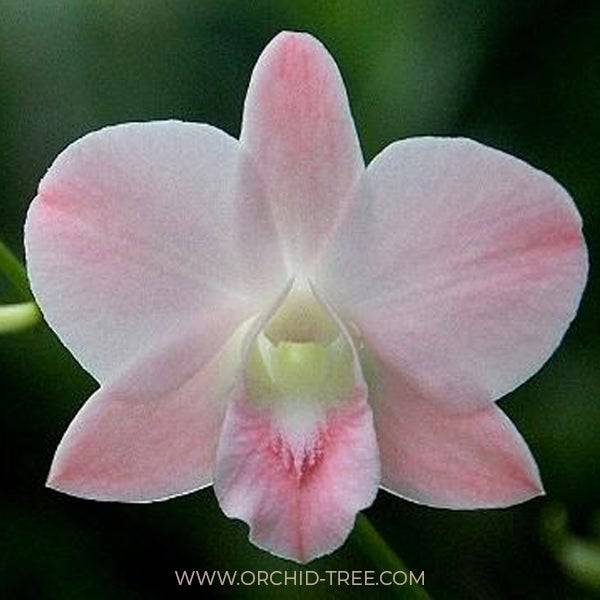 Dendrobium Sirin Peach - Without Flowers | BS - Buy Orchids Plants Online by Orchid-Tree.com