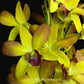 Dendrobium KG Candy - Without Flowers | BS - Buy Orchids Plants Online by Orchid-Tree.com