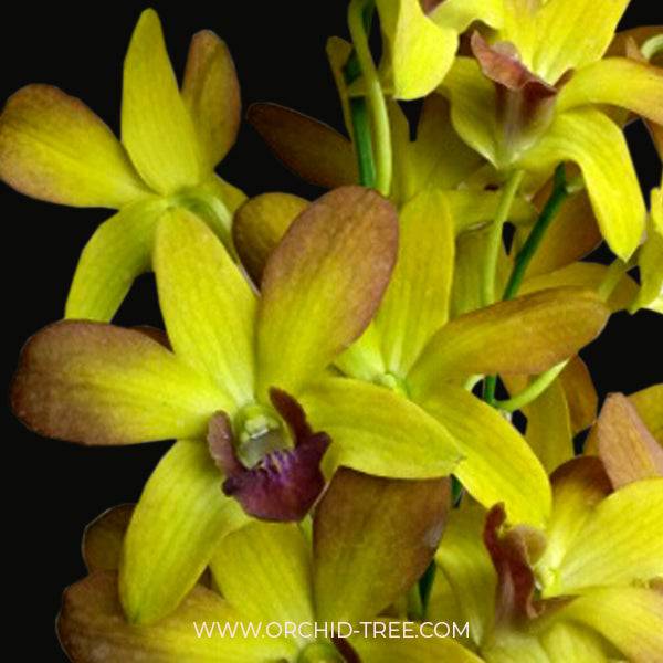 Dendrobium KG Candy - Without Flowers | BS - Buy Orchids Plants Online by Orchid-Tree.com