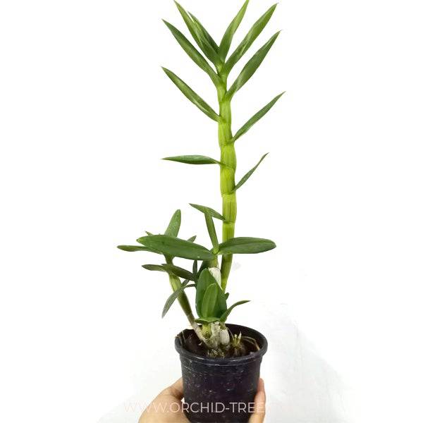 Dendrobium Miniature Pink Stripe - With spikes | FF - Buy Orchids Plants Online by Orchid-Tree.com