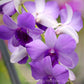 Dendrobium Blue Planet - Without Flowers | MS - Buy Orchids Plants Online by Orchid-Tree.com