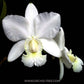 Cattleya walkeriana var. alba sp. - Without Flowers | MS - Buy Orchids Plants Online by Orchid-Tree.com