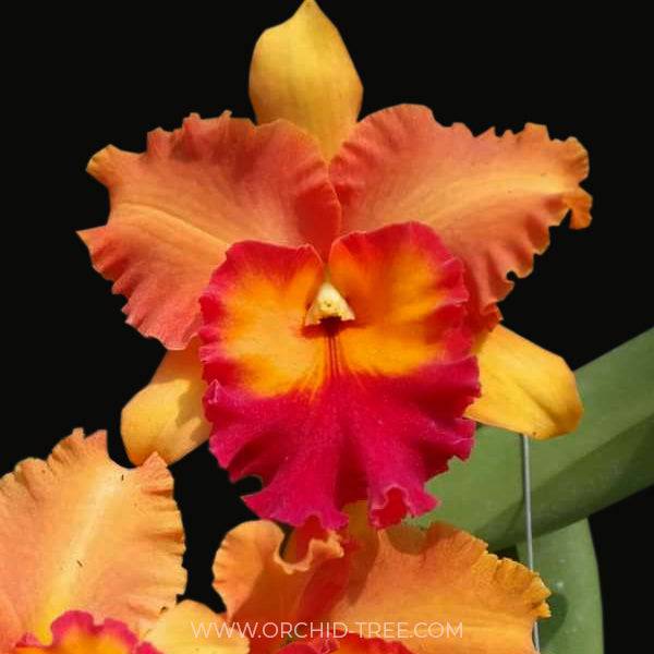 Cattleya Thong Supan Var Darunee Yuay - Without Flowers | MS - Buy Orchids Plants Online by Orchid-Tree.com