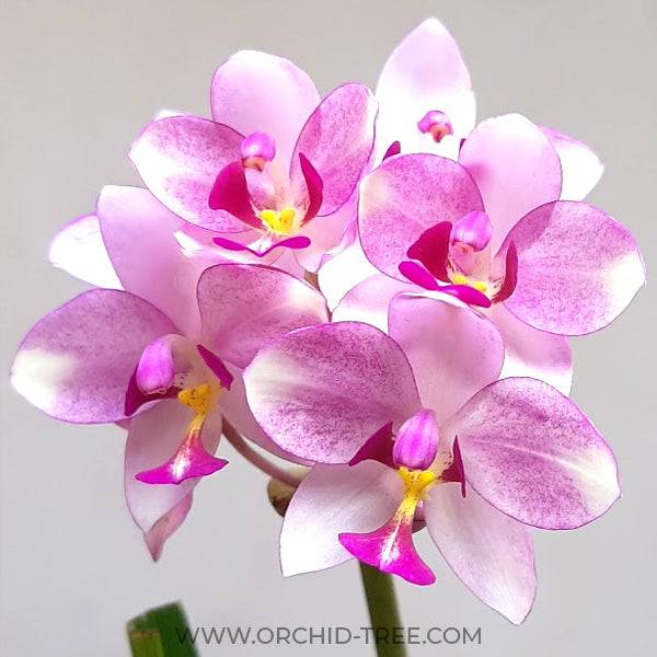 Spathoglottis Purple White Sweet - With Flowers | FF - Buy Orchids Plants Online by Orchid-Tree.com