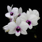 Dendrobium Silver spoon - With Flowers | FF - Buy Orchids Plants Online by Orchid-Tree.com