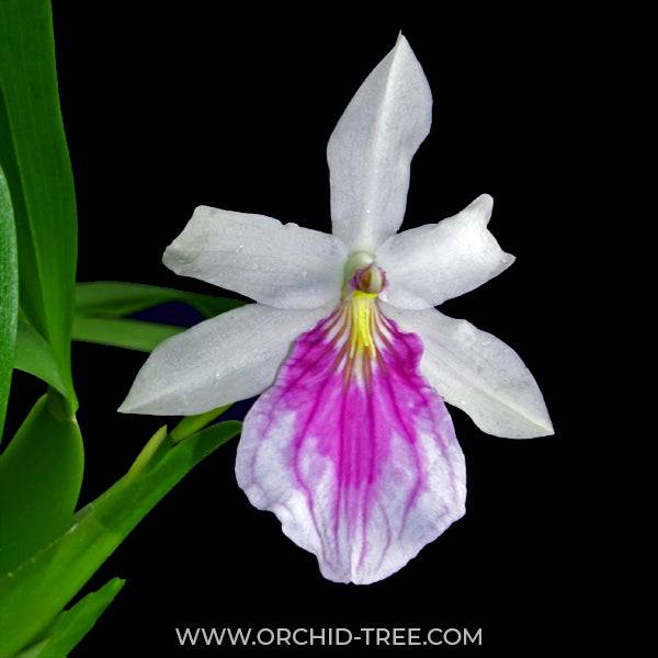 Miltonia spectabilis semi alba sp.- Without Flowers | BS - Buy Orchids Plants Online by Orchid-Tree.com