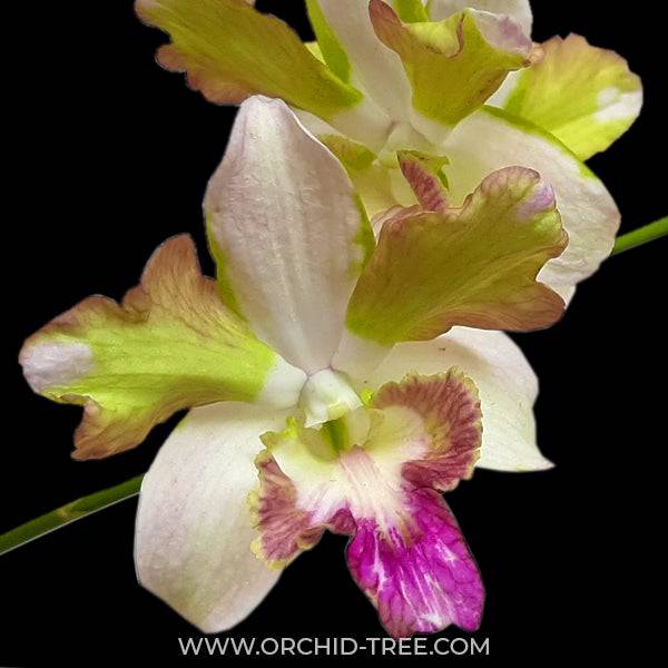 Dendrobium Anucha Flair Yellow - Without Flowers | BS - Buy Orchids Plants Online by Orchid-Tree.com