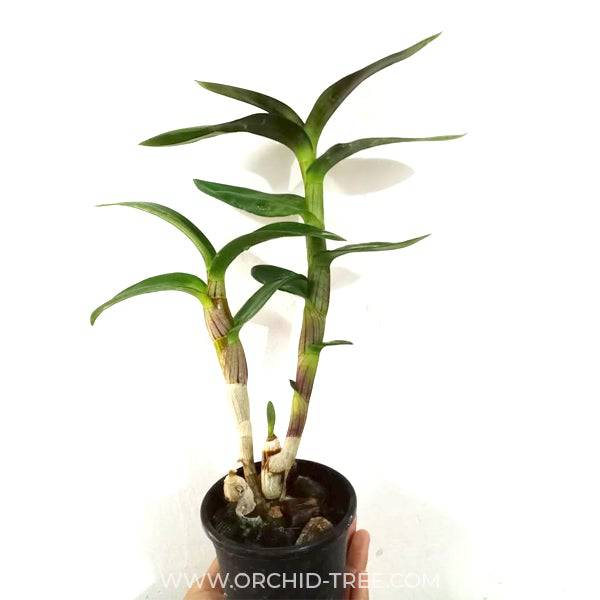 Dendroibum Udomsri Betachong - Without Flowers | BS - Buy Orchids Plants Online by Orchid-Tree.com