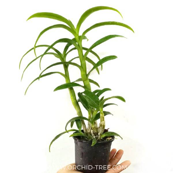 Dendrobium Silver spoon - With Flowers | FF - Buy Orchids Plants Online by Orchid-Tree.com