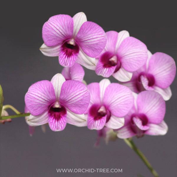 Dendrobium Miniature Pink Stripe - With spikes | FF - Buy Orchids Plants Online by Orchid-Tree.com