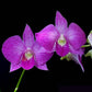 Dendrobium Monty Stripe  - Without Flowers | BS - Buy Orchids Plants Online by Orchid-Tree.com