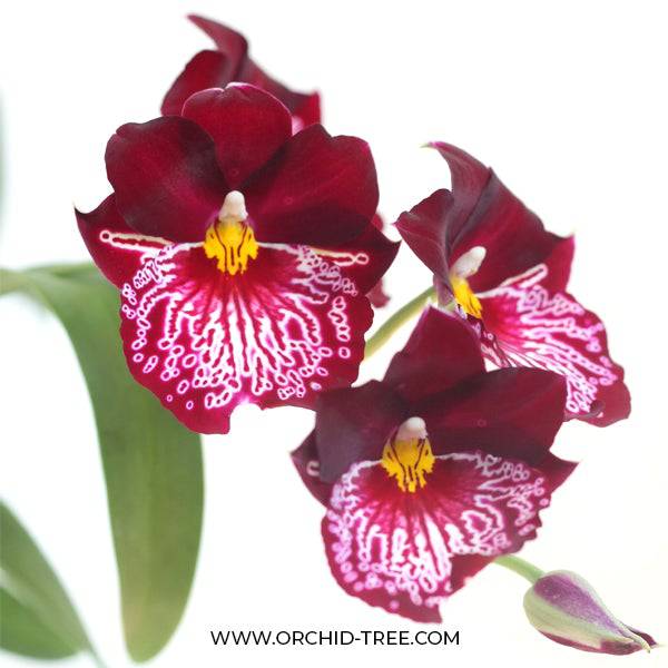Oncidium (Milt.) Breathless From Love - Without Flowers | BS - Buy Orchids Plants Online by Orchid-Tree.com