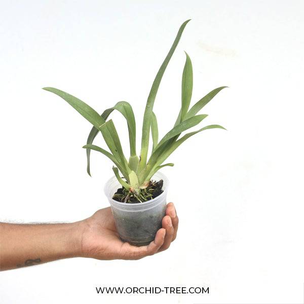 Oncidium (Milt.) Breathless From Love - Without Flowers | BS - Buy Orchids Plants Online by Orchid-Tree.com
