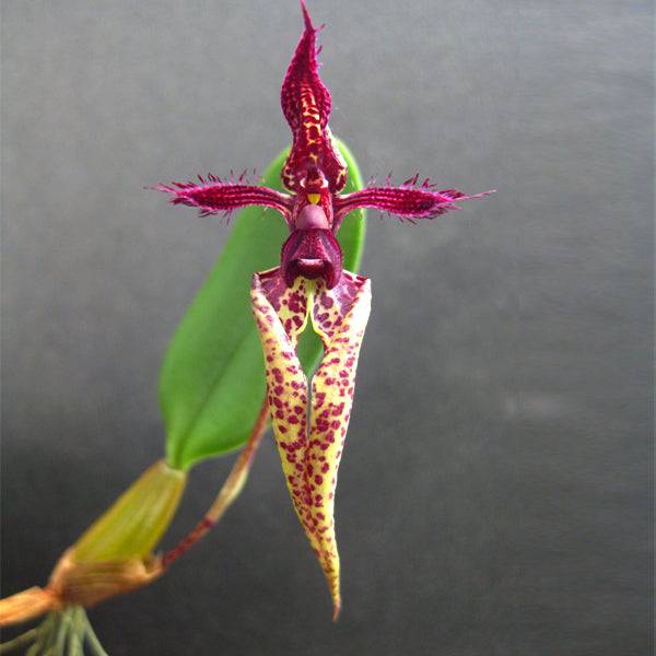 Bulbophyllum Wayne Oyama- Without Flowers | BS - Buy Orchids Plants Online by Orchid-Tree.com