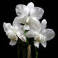 Cattleya dolosa var alba sp.- With Buds | FF - Buy Orchids Plants Online by Orchid-Tree.com