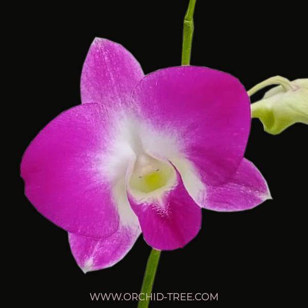 Dendrobium Kam Mam - Without Flowers | BS - Buy Orchids Plants Online by Orchid-Tree.com