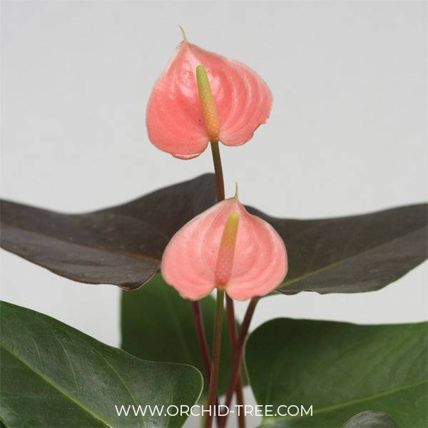 Anthurium Peach- With Flower | FF - Buy Orchids Plants Online by Orchid-Tree.com