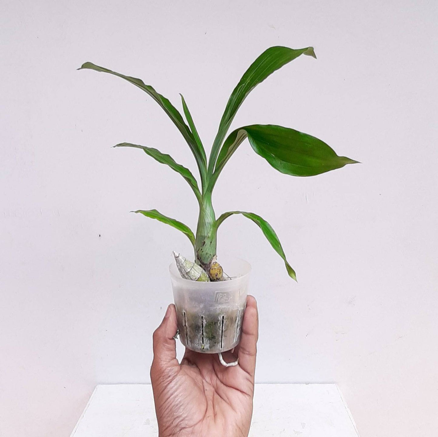 Catasetum Pileatum White - Without Flower | BS - Buy Orchids Plants Online by Orchid-Tree.com