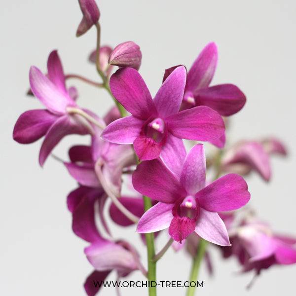 Dendrobium Wanna Splash - Without Flowers | BS - Buy Orchids Plants Online by Orchid-Tree.com